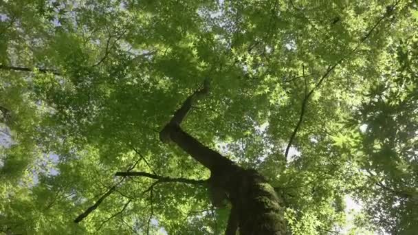 Floresta ensolarada. Coroa verde de uma árvore com folhas e luz solar no verão ou primavera. Relaxe, verão, fundo verde natural com belas árvores e folhas verdes — Vídeo de Stock