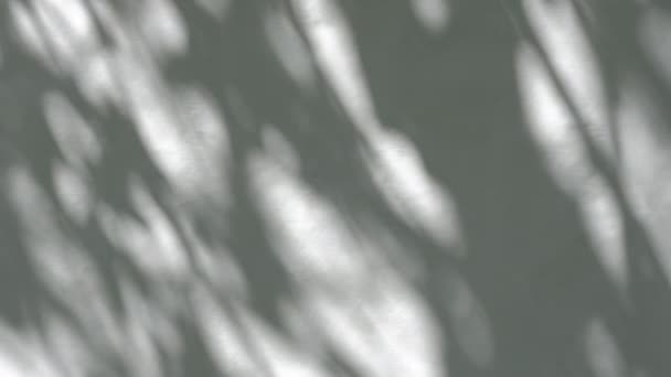 Efecto de superposición de sombras. Sombras borrosas de plantas y hojas de árboles en una pared blanca y limpia. — Vídeos de Stock