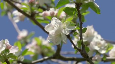 Elma baharda çiçek açar. Mavi güneşli gökyüzünün arka planında bir arı olan elma ağacının beyaz çiçekleri. Bahar zamanı doğa havası