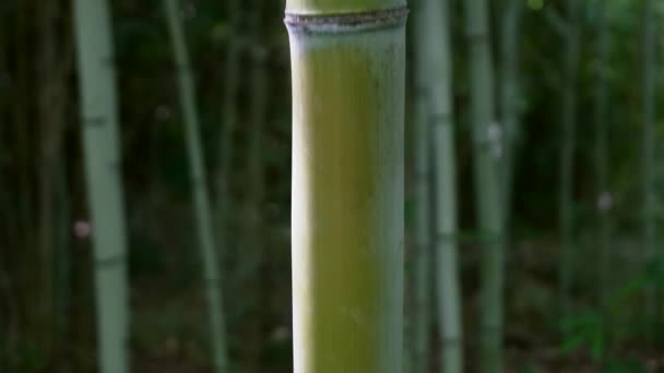 Fondo de árbol de bambú. Bosque natural verde en Asia o Japón jardín zen de bambú. Selva tropical asiática. — Vídeos de Stock