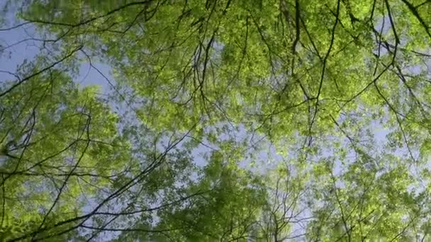 Foresta soleggiata. Corona verde di un albero con foglie e luce del sole in estate o primavera. Relax, estate, sfondo verde naturale con bellissimi alberi e foglie verdi — Video Stock