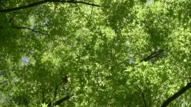 Güneşli orman. Yazın veya ilkbaharda yaprakları ve güneş ışığı olan bir ağacın yeşil tacı. Rahatla, yaz, doğal yeşil arka plan güzel ağaçlar ve yeşil yapraklar