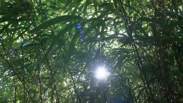 Fondo de árbol de bambú. Bosque natural verde en Asia o Japón jardín zen de bambú. Selva tropical asiática. — Vídeo de stock