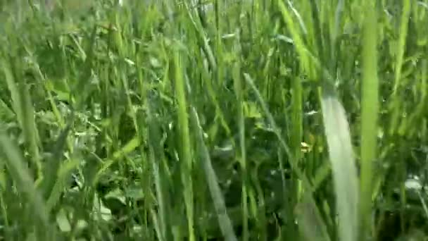 夏の太陽の下で緑の草を持つフィールド。牧草地の草や植物の茂み。草の歩道を通ってスキャンパー視点 — ストック動画