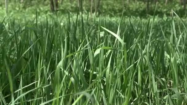 Zöld fű a mezőn a nyári nap alatt. Fiatal, vadon termő fű a réten.
