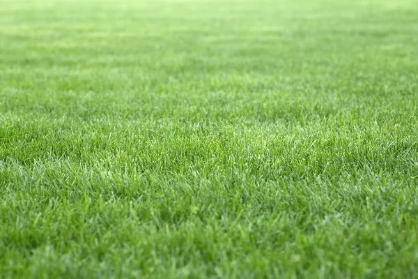 Fundo de grama verde. Jovem gramado no verão sob o sol em um campo em um parque público — Fotografia de Stock