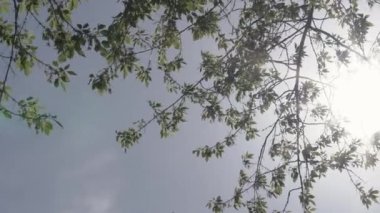 Gölge örtüsü etkisi. Bitkilerin ve ağaç yapraklarının bulanık gölgeleri beyaz, temiz bir duvarda.. 
