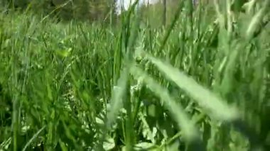 Yaz güneşinin altında yeşil çimlerle kaplı bir tarla. Çayırdaki çimen ve bitki çalıları. Çimen izleri arasında dolaşmak POV bakış açısı