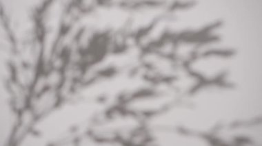 Gölge örtüsü etkisi. Bitkilerin ve ağaç yapraklarının bulanık gölgeleri beyaz, temiz bir duvarda..