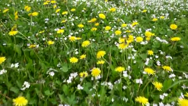 Padang rumput musim semi dengan bunga. Musim panas lapangan hijau dengan tanaman liar dan bunga chamomile, dandelion bawah matahari — Stok Video