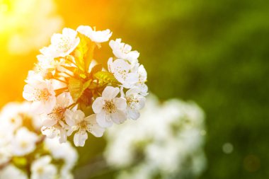 Çiçek açan elma ağacı bahar arkaplanı. Baharda açan ağaç, güneşli bir bahar gökyüzünün arka planında.
