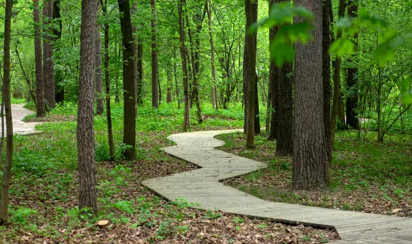 Wooden path in the forest or park in summer. Urban public park with wooden deck for walking and recreation