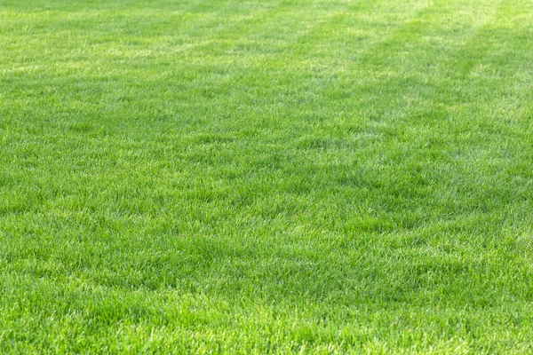 Sfondo verde erba. Giovane prato d'estate sotto il sole su un campo in un parco pubblico — Foto Stock