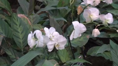 Botanik bahçesinde beyaz orkide çiçekleri. Egzotik ve tropik çiçekler