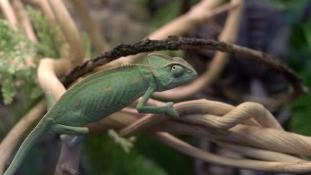 Camaleón se sienta en una rama en la selva. Reptil verde exótico lagarto de la selva camaleón descansando sobre vides tropicales en la selva — Vídeo de stock