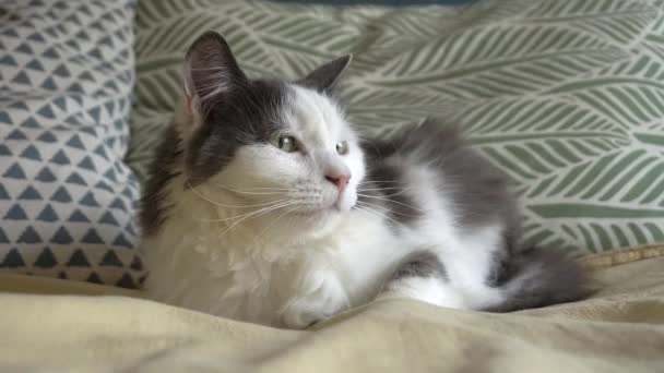 A macska a házban pihen az ágyon. Egy házimacska portréja fekszik és körülnéz. Háziállatok — Stock videók