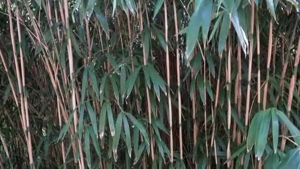 Bambusové pozadí stromu. Zelený přírodní les v Asii nebo Japonsku bambusové zenové zahrady. Tropická asijská džungle. — Stock video