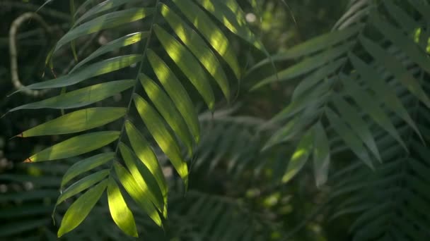 Jungle et fond de forêt tropicale. Feuilles de palmier et plantes tropicales vertes dans les fourrés sombres de la jungle humide. Nature tropicale et plantes — Video