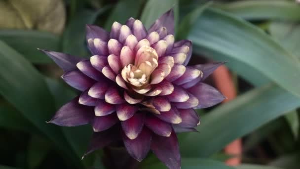 Fleur tropicale dans la jungle. bourgeon en fleurs de fleur rouge exotique dans la forêt tropicale. Plantes exotiques — Video