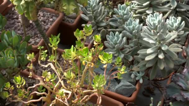 Suculentas caseras de cactus en macetas. Inicio Plantas y diseño de interiores con flores y suculentas. — Vídeos de Stock