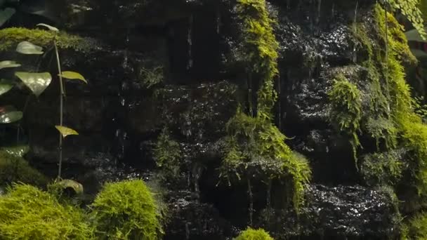 熱帯雨林の石の上を流れる水。暗い湿った森の中の自然、苔と水。禅、リラックスしたコンセプトビデオ — ストック動画