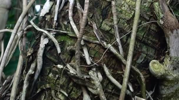 Liana och rötter på tropiska träd i djungeln. Djungel vegetation och växter — Stockvideo