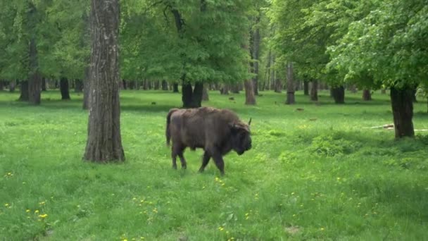 Bison grazen op een weiland in het wild voedsel reserve in Europa. Zeldzame wilde dieren in het bos — Stockvideo