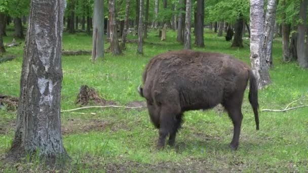 Bison graze on a pasture in the wild food reserve in Europe. Rare wild animals in the forest — Stock Video