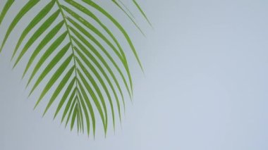 Avuç içi yaprağı. Renkli, güneşli bir zemin üzerinde tropikal bir palmiye ağacının yeşil yaprakları. Asgari sanat yaratıcı konsept.