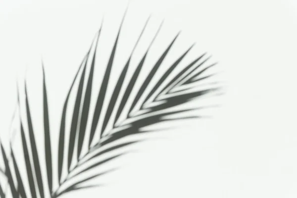 Sovrapposizione palmo ombra sfondo. Ombra sfocata di un ramo tropicale di una palma su un muro di luce bianca in una giornata di sole. — Foto Stock