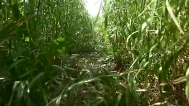 Bir tarlada ya da doğada yavaş çekimde bir çayır. Çimlerin arasında sürünen bir hayvan, kedi ya da yılan görüntüsü. Çimen izleri arasında dolaşmak POV bakış açısı