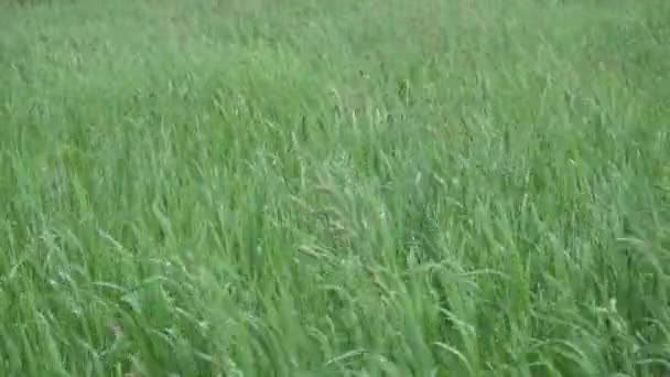緑の野の風の中で草。夏の農地と揺れる湿った背の高い草の背景. — ストック動画