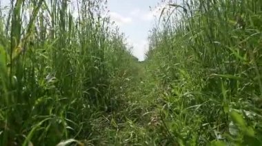 Bir tarlada ya da doğada yavaş çekimde bir çayır. Çimlerin arasında sürünen bir hayvan, kedi ya da yılan görüntüsü. Çimen izleri arasında dolaşmak POV bakış açısı