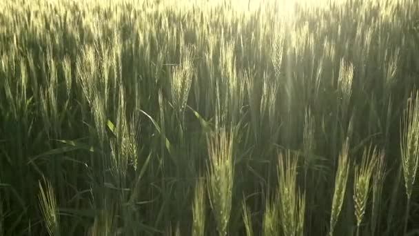 Pšeničné pole v létě při západu slunce. Krajina s ušima a sklizní žita a pšenice jako suroviny pro mouku, chléb a potraviny. Koncepce zemědělství a pěstování obilí — Stock video