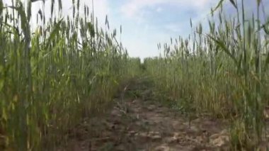 Yazın gün batımında buğday tarlası. Kulakları ve çavdar ve buğday hasadı olan kırsal bölge un, ekmek ve yiyecek için hammadde olarak kullanılıyor. Tarım ve tahıl ekimi kavramı