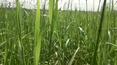 Bir tarlada ya da doğada yavaş çekimde bir çayır. Çimlerin arasında sürünen bir hayvan, kedi ya da yılan görüntüsü. Çimen izleri arasında dolaşmak POV bakış açısı