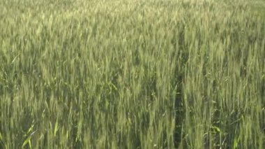 Yazın gün batımında buğday tarlası. Kulakları ve çavdar ve buğday hasadı olan kırsal bölge un, ekmek ve yiyecek için hammadde olarak kullanılıyor. Tarım ve tahıl ekimi kavramı