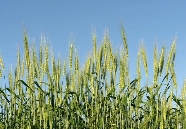 Fundo do campo de trigo. Colheita de trigo em um campo ensolarado de verão. Agricultura, agricultura de centeio e cultivo bio-eco-alimentar conceito — Fotografia de Stock