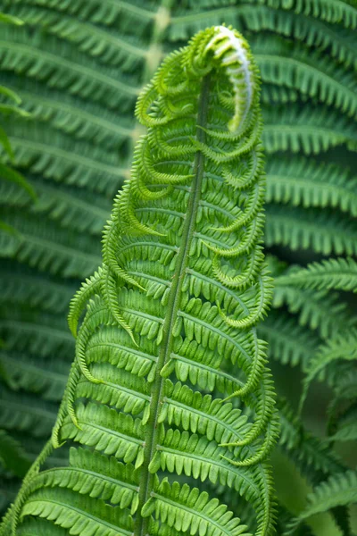 Fern in tropical jungle background. Fern leaves with a plant pattern. Natural plant tropical background. — Stock Photo, Image