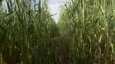 Yazın gün batımında buğday tarlası. Kulakları ve çavdar ve buğday hasadı olan kırsal bölge un, ekmek ve yiyecek için hammadde olarak kullanılıyor. Tarım ve tahıl ekimi kavramı