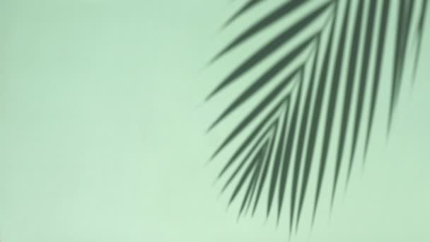 그림자가 배경을 덮고 있다. 햇빛을 받아 맑은 흰 벽 위에 있는 열 대 야자나무 잎 과 식물의 흐릿 한 그림자. — 비디오