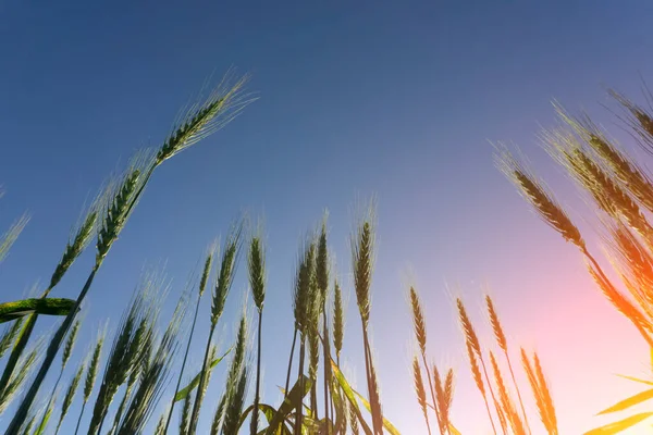 Fundo do campo de trigo. Colheita de trigo em um campo ensolarado de verão. Agricultura, agricultura de centeio e cultivo bio-eco-alimentar conceito — Fotografia de Stock