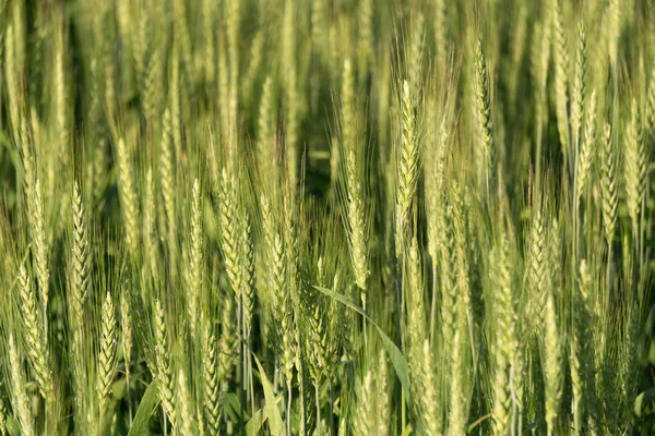 Fondo campo di grano. Raccolta del grano in un campo estivo soleggiato. Agricoltura, agricoltura della segale e coltivazione bio concetto di ecoalimentazione — Foto Stock