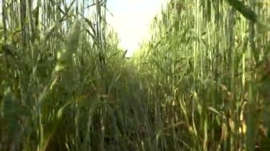 Yazın gün batımında buğday tarlası. Kulakları ve çavdar ve buğday hasadı olan kırsal bölge un, ekmek ve yiyecek için hammadde olarak kullanılıyor. Tarım ve tahıl ekimi kavramı