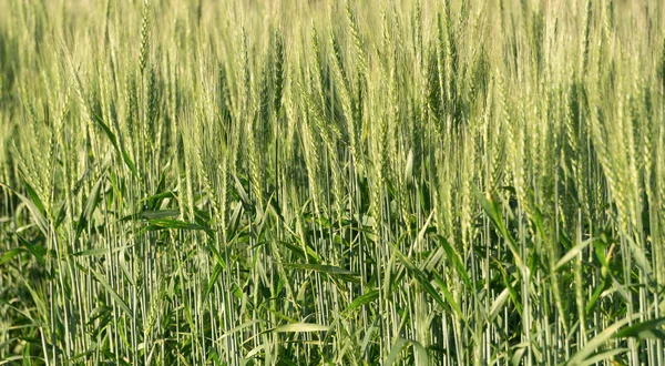 Fondo campo di grano. Raccolta del grano in un campo estivo soleggiato. Agricoltura, agricoltura della segale e coltivazione bio concetto di ecoalimentazione — Foto Stock