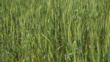 Yazın gün batımında buğday tarlası. Kulakları ve çavdar ve buğday hasadı olan kırsal bölge un, ekmek ve yiyecek için hammadde olarak kullanılıyor. Tarım ve tahıl ekimi kavramı