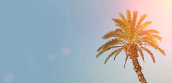 Τροπικός φοίνικας στο φόντο ενός καταγάλανου ουρανού. Καλοκαίρι, διακοπές, τροπικές έννοιες — Φωτογραφία Αρχείου