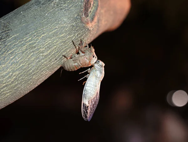 Cicada em uma noite quente de verão em uma árvore. O nascimento de uma nova cigarra jovem da macro larva — Fotografia de Stock