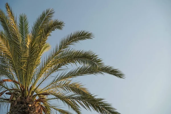 Palma tropicale sullo sfondo di un cielo azzurro chiaro. Estate, vacanza, tropicale concetto — Foto Stock