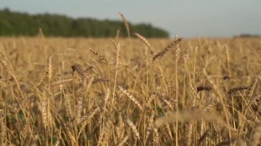 Bir tarım çiftliğinde buğday tarlası. Yazın gün batımında buğday kulaklarıyla hasat et. Gıda, tarım, kırsal sanayi konsepti.